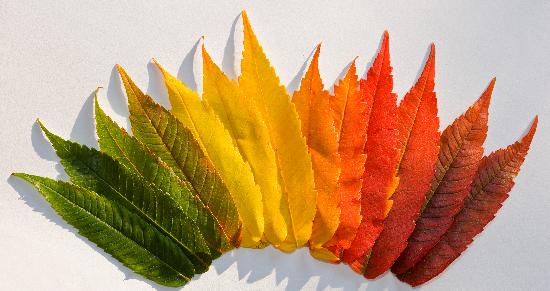 Farbige Herbstblätter de Patrick Pleul