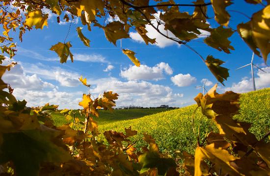 Herbstlandschaft in Brandenburg de Patrick Pleul