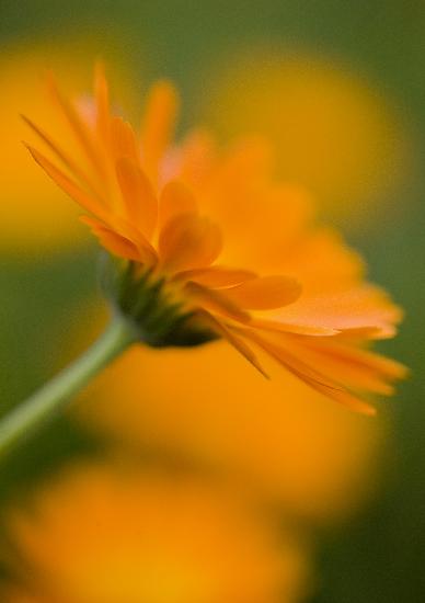 Ringelblume ist Heilpflanze des Jahres 2009 de Patrick Pleul