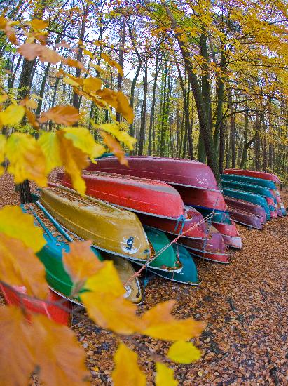 Ruderboote im Herbstwald am Stechlinsee de Patrick Pleul