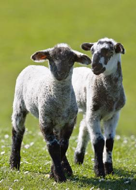 Lämmchen im Frühling in der Uckermark