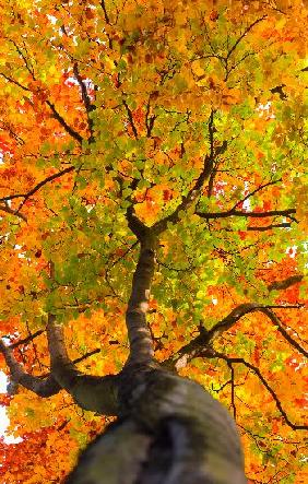 Buche mit buntem Herbstlaub