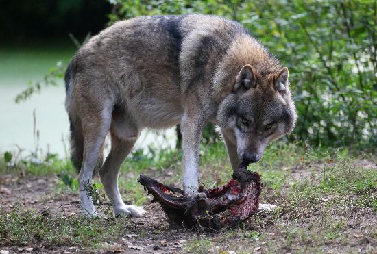 Wolf im Wildpark Schorfheide de Patrick Pleul