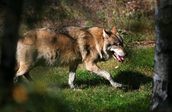 Wolf im Wildpark Schorfheide de Patrick Pleul