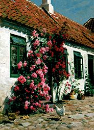 Climbing roses at the farmhouse. de Peder Moensted