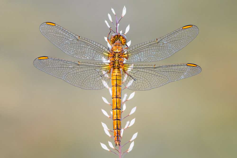 Dragonfly de Petar Sabol