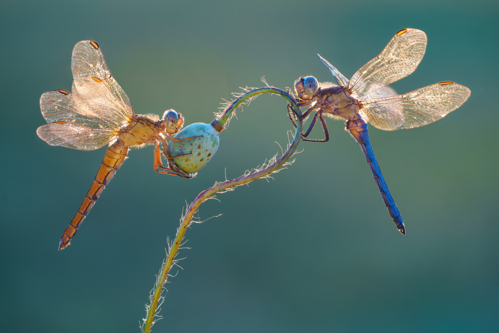 Perfect dragonflies de Petar Sabol