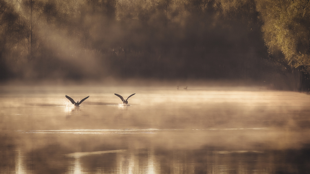 The Early Morning Ducks de Peter Dewever