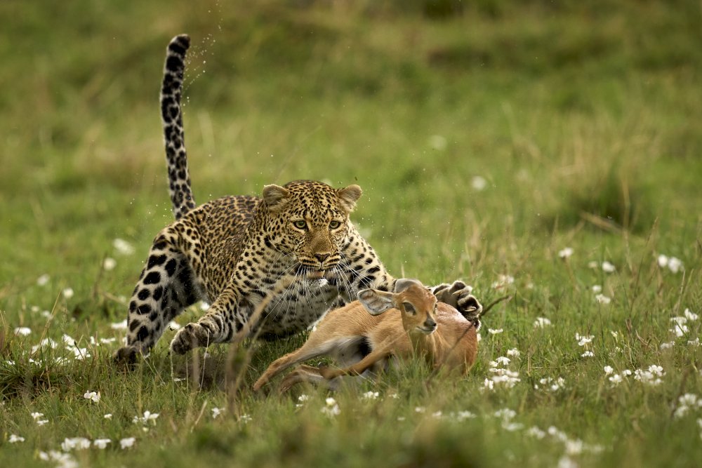 Leopard Surprise de Peter Hudson