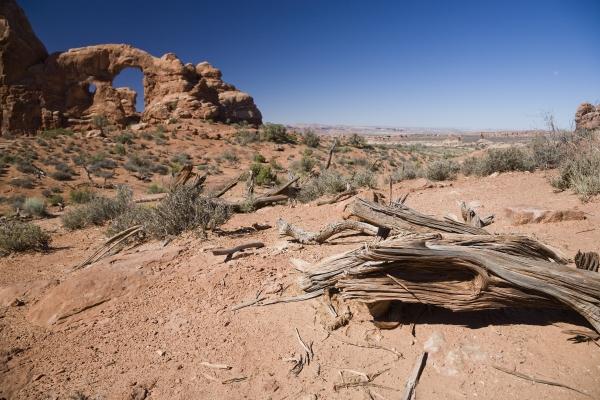 Baum und Turret Arch Utah USA de Peter Mautsch