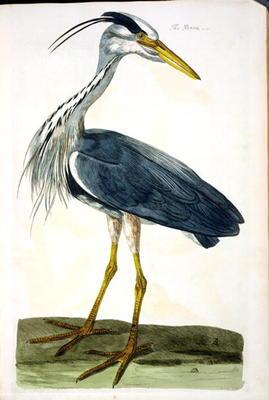 The Heron (Ardea cinerea) plate from 'The British Zoology, Class II: Birds', engraved by Peter Mazel