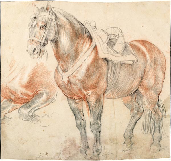 Saddled Horse de Peter Paul Rubens