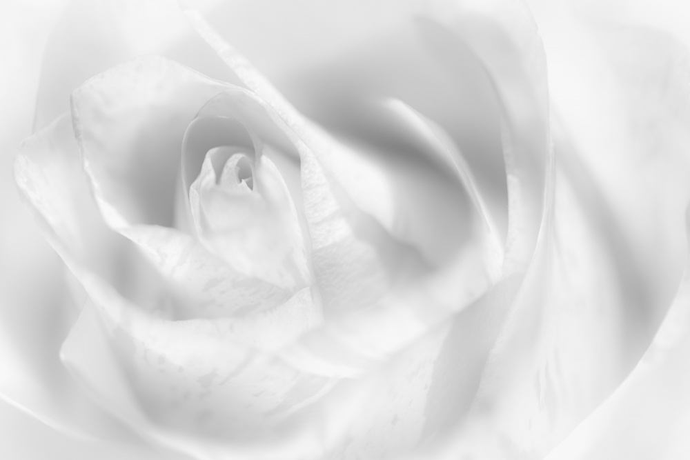 Hint of a rose de Peter Pfeiffer