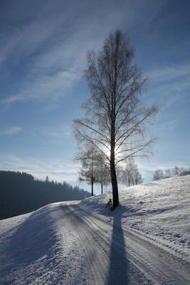 Birke in Winterlandschaft im Gegenlicht de Peter Wienerroither