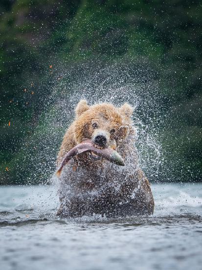 The Kamchatka brown bear, Ursus arctos