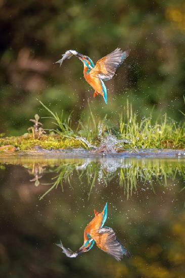 The diving Common Kingfisher, alcedo atthis