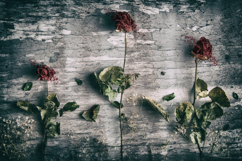 Dead Roses and a Fly de Petri Damsten