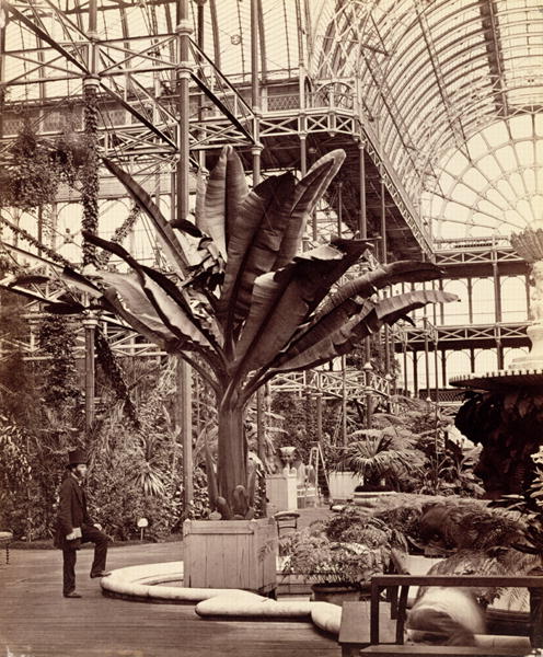 Tropical Plants in the Egyptian Room, Crystal Palace, Sydenham, 1854 (b/w photo)  de Philip Henry Delamotte