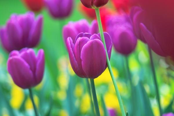 prächtige Tulpenfarben de Philipp Schneider