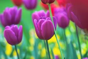 prächtige Tulpenfarben