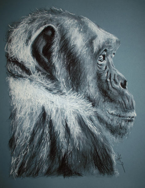 Chimpanzé de profil de Philippe Flohic