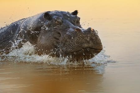 The rise of the hippo