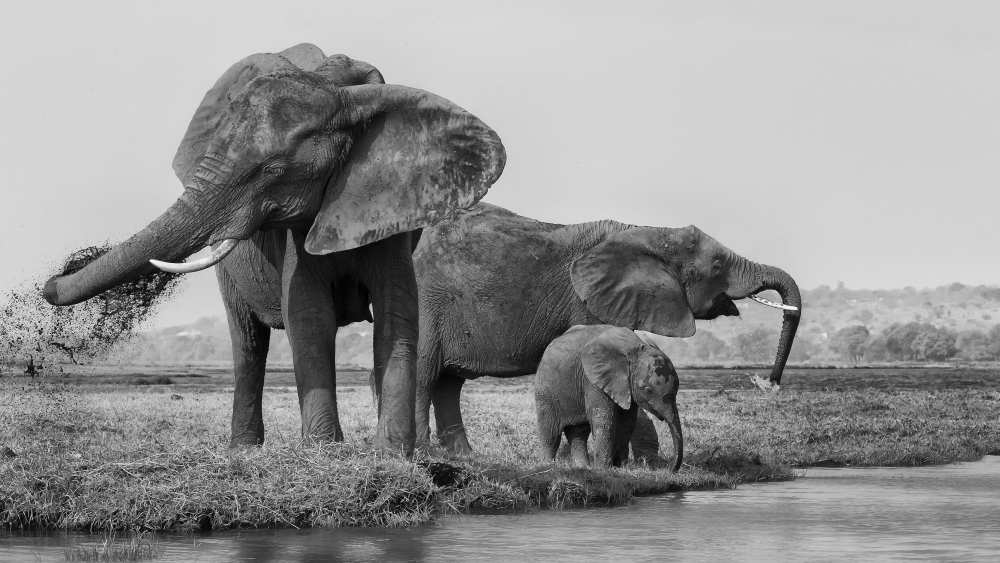 The family of elephants de Phillip Chang