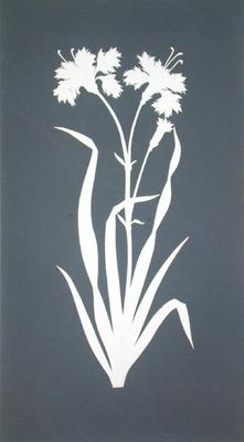 Carnation (collage on paper) de Phillip Otto Runge
