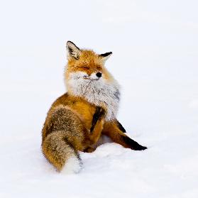 Winterfox