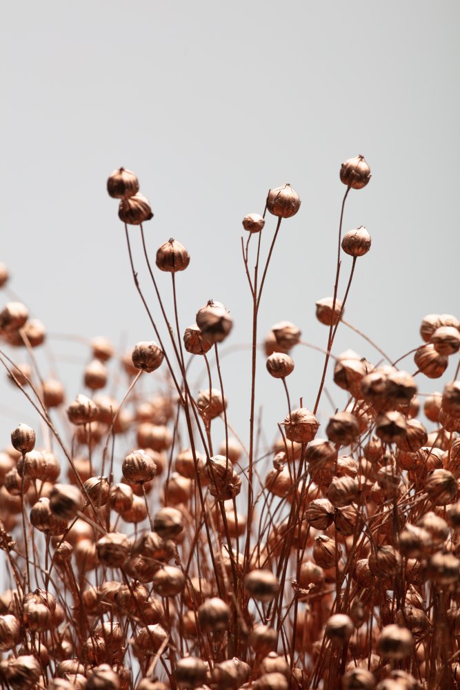 Dried Grass Copper 02 de Pictufy Studio III