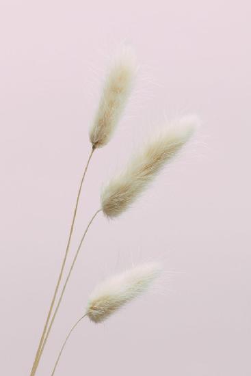 Bunny Grass Pink 03