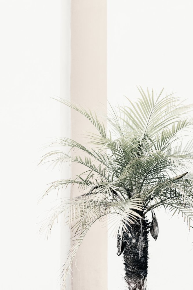 Palm tree de Pictufy Studio III