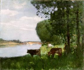 Herd of Cows by the River