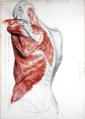 Human Anatomy; Muscles of the Torso and Shoulder (pencil & red chalk on paper)