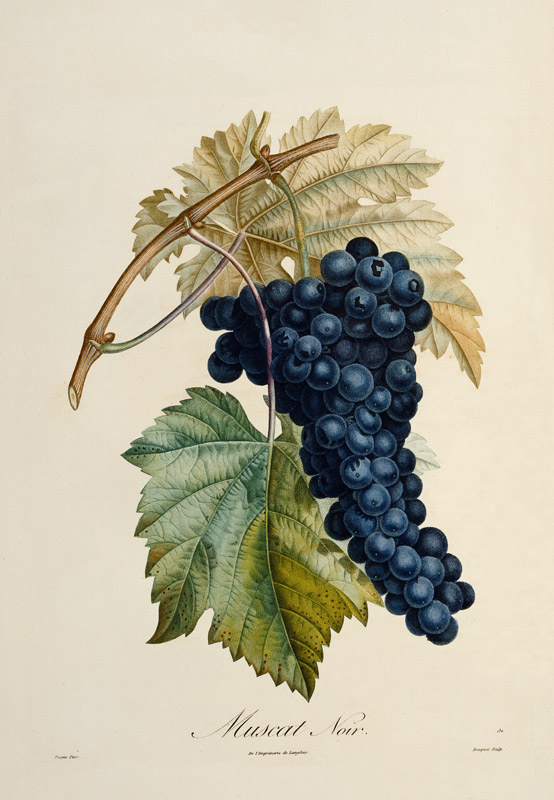 Blue grape Muscat Noir de Pierre Jean François Turpin