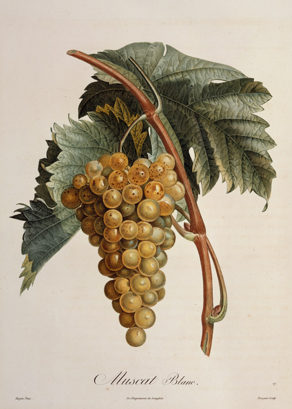 White grape Muscat Blanc de Pierre Jean François Turpin