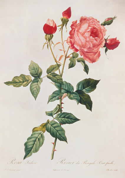 Rosa Indica de Pierre Joseph Redouté