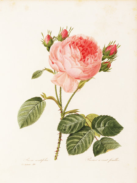 Cabbage Rose / Redouté 1835 de Pierre Joseph Redouté