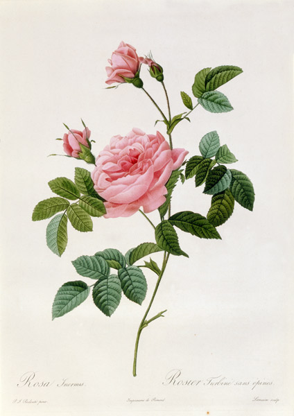 Rosa Inermis de Pierre Joseph Redouté