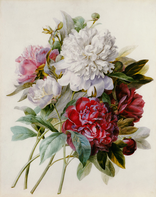 A Bouquet Of Red, Pink And White Peonies de Pierre Joseph Redouté