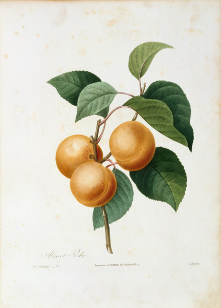 Apricot / Redouté de Pierre Joseph Redouté