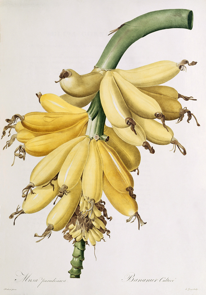 Banana de Pierre Joseph Redouté