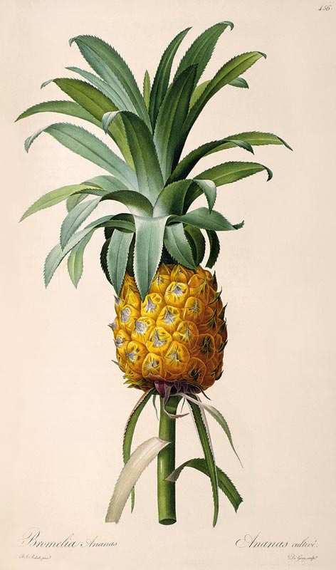 Bromelia Ananas, from 'Les Bromeliacees' de Pierre Joseph Redouté