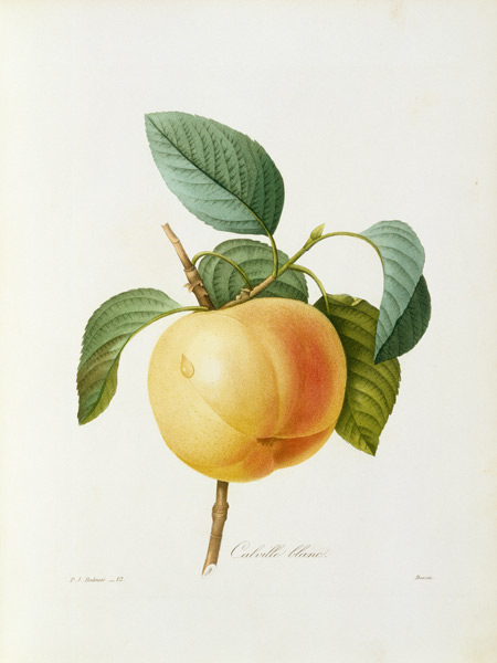 Apple, Calville blanc / Redouté de Pierre Joseph Redouté