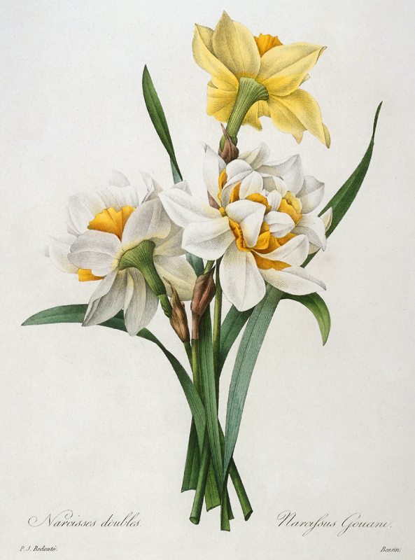 Daffodil / Redouté de Pierre Joseph Redouté