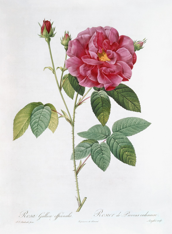 The rose Rosa Gallica Officinalis. de Pierre Joseph Redouté