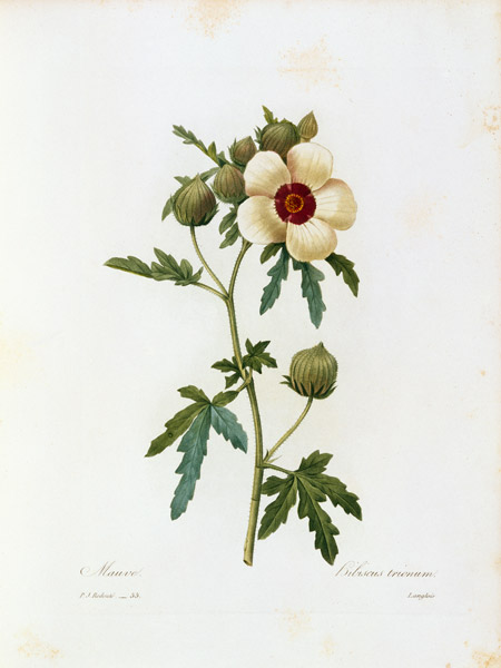 Flower-of-an-hour / Redouté de Pierre Joseph Redouté