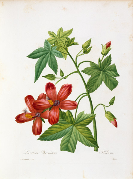 Hibiscus-like Tree Mallow de Pierre Joseph Redouté