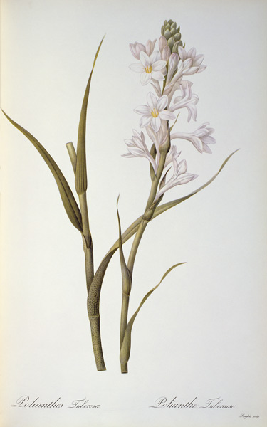 Polianthes Tuberosa, from `Les Liliacees' de Pierre Joseph Redouté
