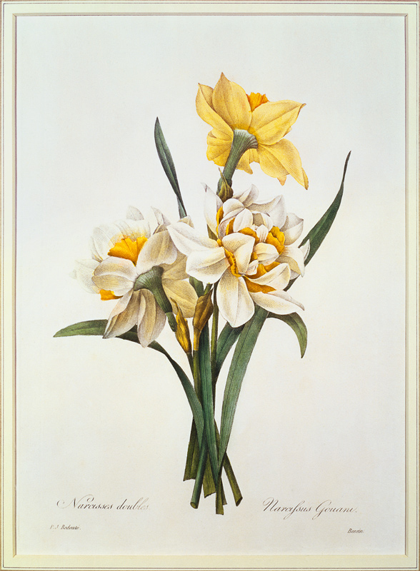 Narcissus gouani (double daffodil), engraved by Bessin, from 'Choix des Plus Belles Fleurs' de Pierre Joseph Redouté